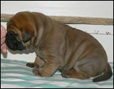 Puppies 1-3 weeks - Pennut 1-3 viikkoa